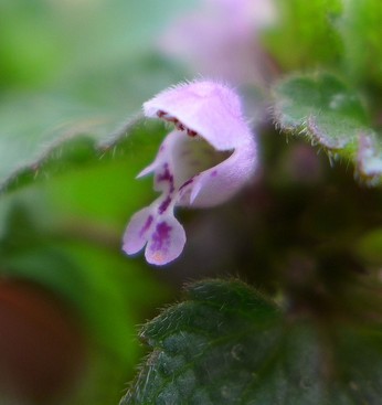 Closeup of purple dead nettle flower (photo by Kate St. John)
