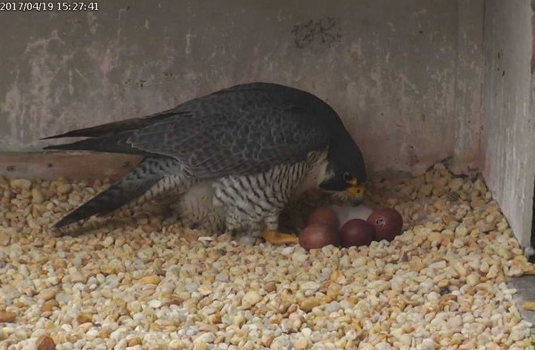 Dori with her first chick at the Gulf Tower, 19 April 2017, 3:27pm (snapshot from the National Aviary falconcam)