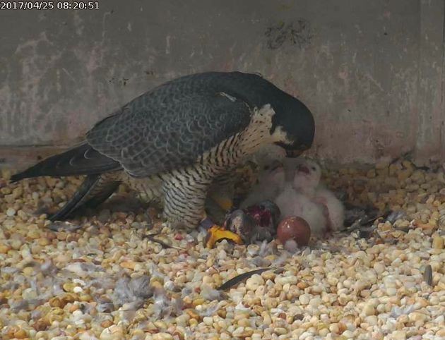 Peregrine family at the Gulf Tower, 25 April 2017 (photo from the National Aviary falconcam)