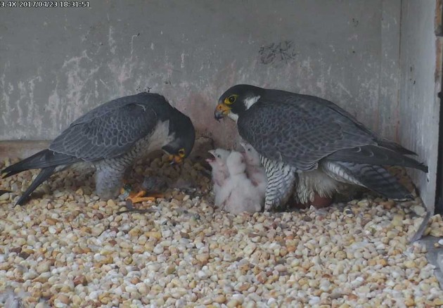 Louie, Dori and three chicks, 23 Apr 2017 (photo from the National Aviary falconcam at Gulf Tower)