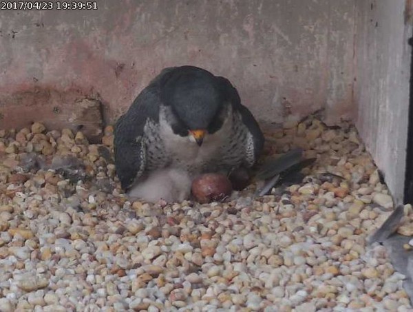 Cracked egg #4 is obvious in this photo, 23 Apr 2017 (photo from the National Aviary falconcam at Gulf Tower)