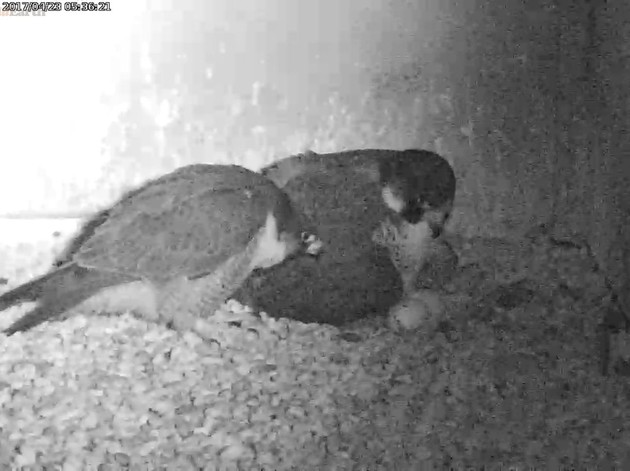 Dori and Louie look at the incomplete hatch of egg #4, 23 Apr 2017 (photo from the National Aviary falconcam at Gulf Tower)