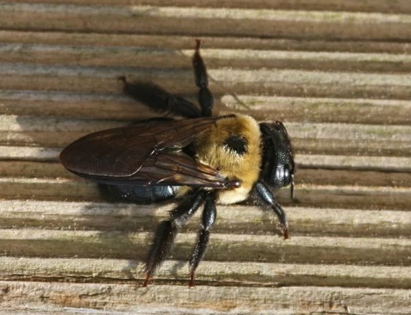 Carpenter bee (photo by Chuck Tague)