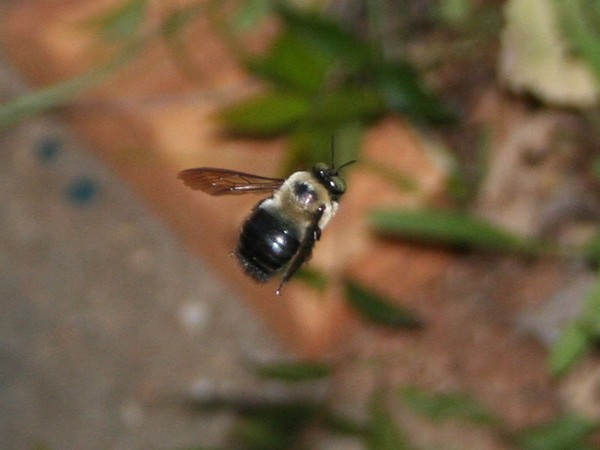 Carpenter bee in flight.Notice the shiny abdomen (photo from Wikimedia Commons)