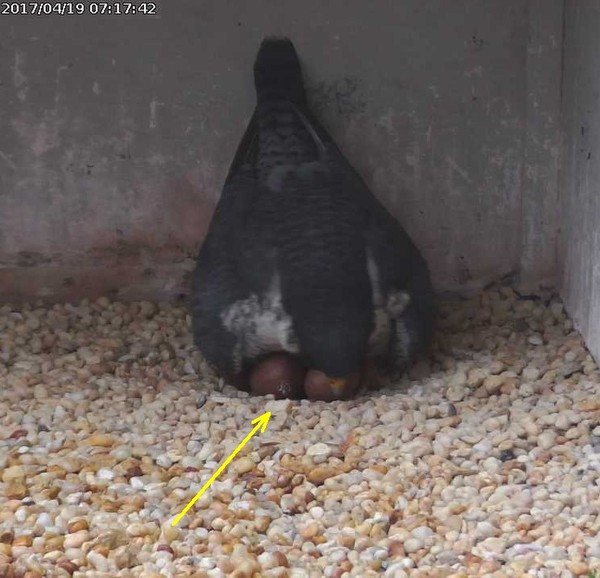 Dori at the Gulf Tower peregrine nest showing an egg with a pip (photo from the National Aviary falconcam)