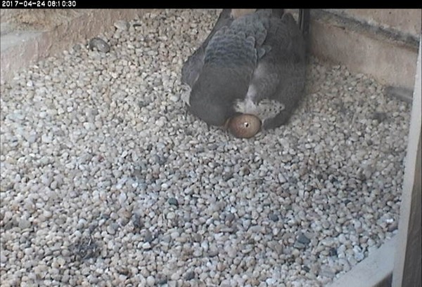 Terzo turns the eggs, revealing a pip, 24 Apr 2017 (photo from the National Aviary falconcam at Univ of Pittsburgh) 