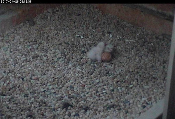 Two nestlings at Pitt, (C6, C7),26 April, 6:15am (photo from the Naritonal Aviary falconcam at Univ of Pittsburgh)
