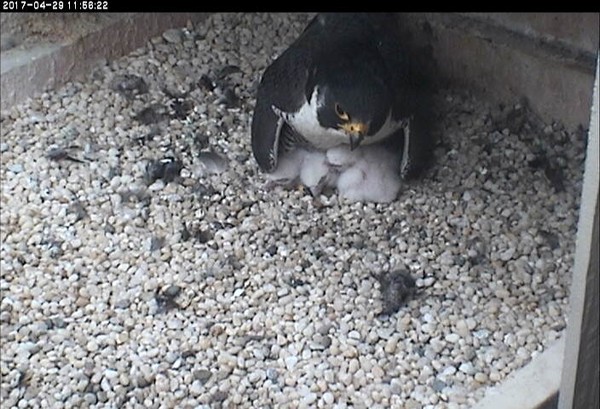 Hope sheltering three nestlings, 29 April 2017, 11:55a (photo from the National Aviary snapshot camera at Univ of Pittsburgh)