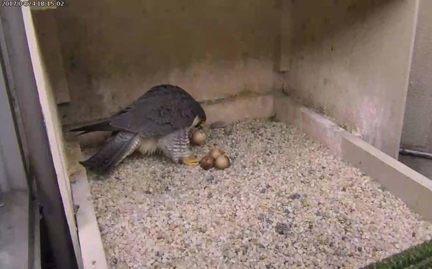 Hope picks up her first-hatching egg. Latr she kills and eats it (photo from the National Aviary falconcam at Univ of Pittsburgh)