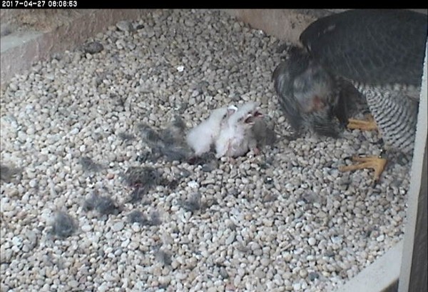 Hope prepares to feed 3 nestlings at the Cathedral of Learning, 27 Apr 2017, 8:06a (photo from the National Aviary falconcam at Univ of Pittsburgh)