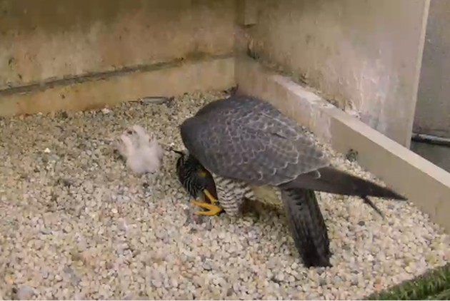 Hope prepares to feed 3 nestlings at the Cathedral of Learning, 27 Apr 2017, 7:56a (photo from the National Aviary falconcam at Univ of Pittsburgh)