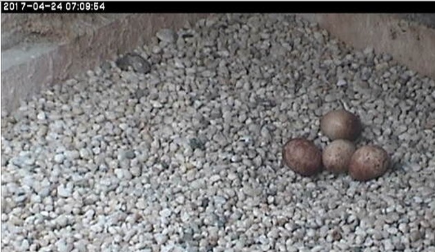 Four eggs at Pitt, 24 April 2017, 7:09am (photo from the National Aviary snapshot cam at Cathedral of Learning)