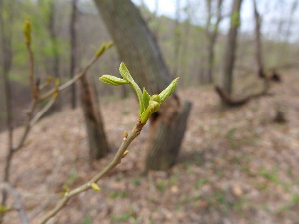 Bitternut hickory bud is opening, 15 April 2017 (photo by Kate St. John)