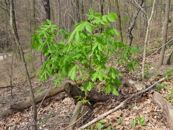 Ohio buckeye shows off its leaves, 15 April 2017, Schenley Park (photo by Kate St. John)