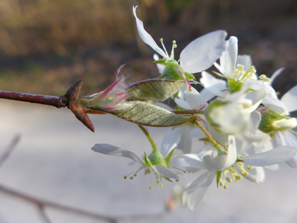 Serviceberry flowers and new leaves, closeup at Schenley Park, 10 Apr 2017 (photo by Kate St.John)