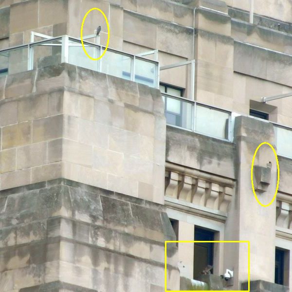 Both peregrine parents watch the 'kids' as fledging time approaches (photo by John English)