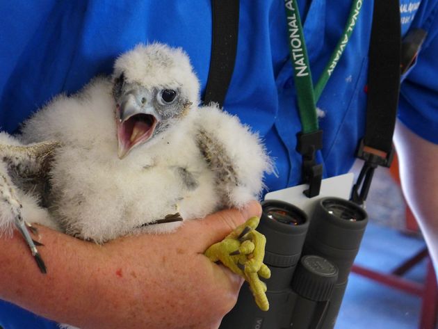 Female peregrine chick, C6, shouts during Banding Day (photo by Kate St. John)