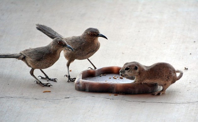 Curve-billed thrashers and round-tailed ground squirrel eating mealworms, Tucson, Arizona (photo by Donna Memon)