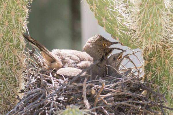 Curve-billed thrasher and chick pant in the hot nest (photo by Steve Valasek)