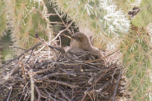 Curve-billed thrasher nest in cholla cactus (photo by Steve Valasek)