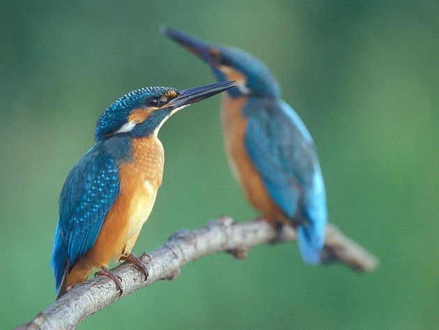 Two common kingfishers, Alcedo atthis (photo by Lukasz Lukasik via Wikimedia Commons)