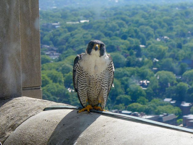 The mother peregrine, Hope, knows something is going to happen (photo by Kate St. John)