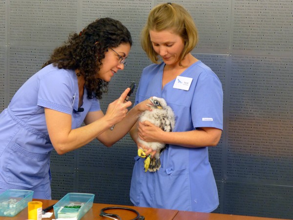 Dr. Pilar Fish and Teri from the National Aviary check the health of each chick (photo by Kate St. John)