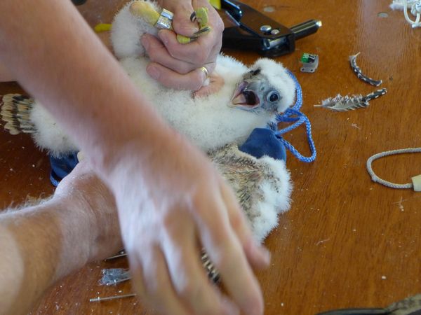 Female chick, C7, shouts during the banding (photo by Kate St. John)