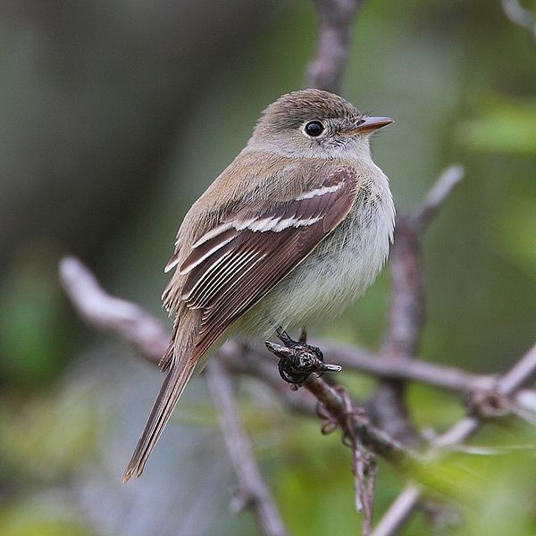 Least flycatcher, near Point Pelee, Ontario (photo from Wikimedia Commons)