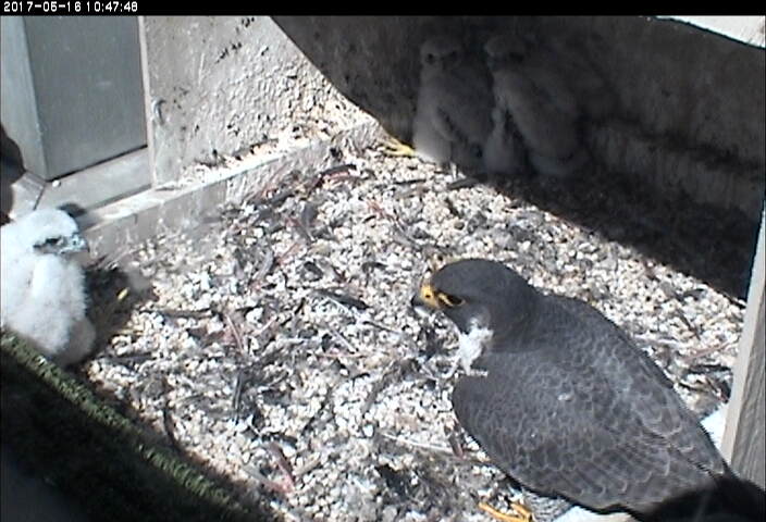 After the banding, Hope checks on the chicks (photo from the National Aviary falconcam at Univ of Pittsburgh)