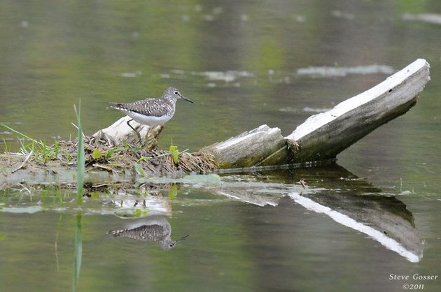 Solitary sandpiper, May 2011 (photo by Steve Gosser)