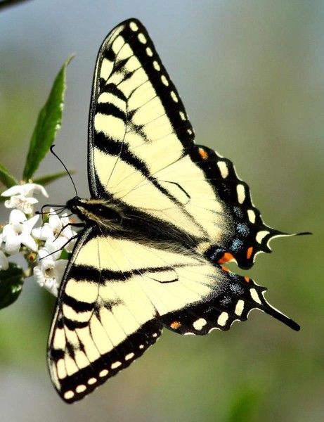 Tiger swallowtail (photo by Marcy Cunkelman)