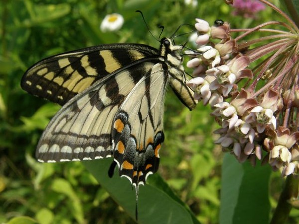 Eastern tiger swallowtail (photo by Marcy Cunkelman)