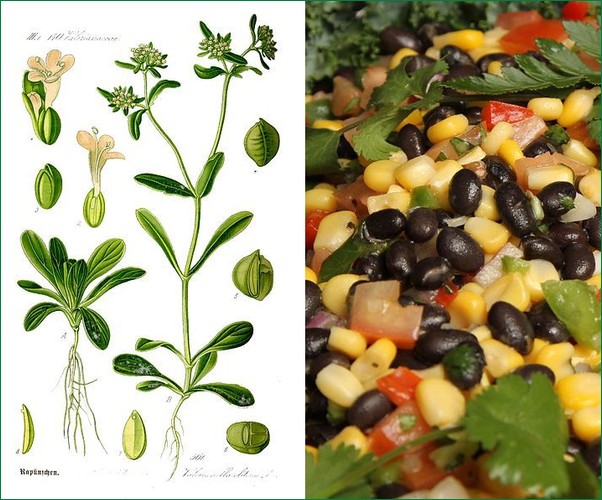 Two kinds of corn salad: Valerianella locusta and Corn with black beans (photos from Wikimedia Commons)