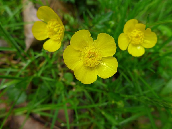 Buttercups blooming in May (photo by Kate St. John)