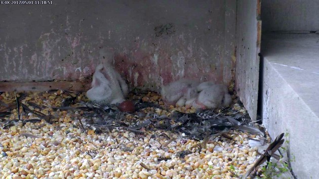 The peregrine chicks are starting to explore at the Gulf Tower, 1 May 2017 (photo from the national Aviary falconcam)