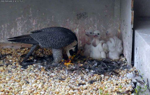 Dori feeds three chicks, 1 May 2017 (photo from the National Aviary falconcam at Gulf Tower)