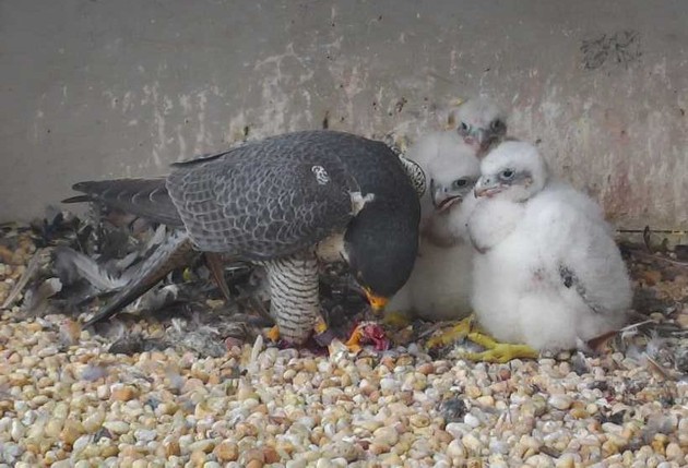 Feeding time at the Gulf Tower, 7 May 2017 (photo from the National Aviary falconcam)