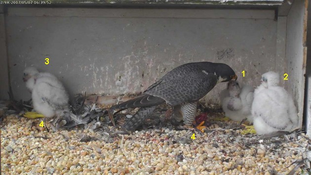 Four things to learn about peregrines, 7 May 2017 (photo from the National Aviary falconcam at Gulf Tower)