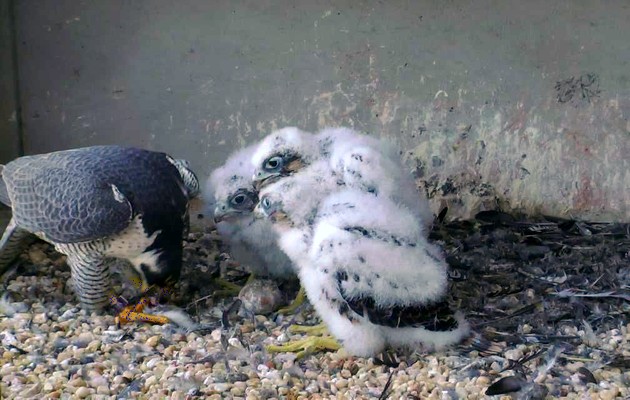 Dori feeds three peregrine chicks at the Gulf Tower, 15 May 2017 (photo from the National Aviary falconcam)