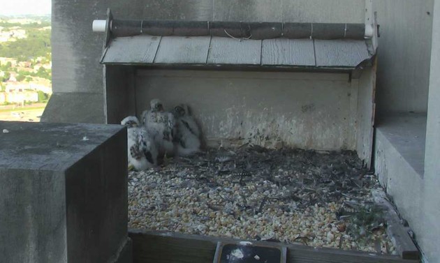 Gulf tower peregrine chicks, 16 May 2017 (photo from the National Aviary falconcam)