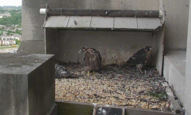 Three peregrine chicks at the Gulf Tower, 23 May 2017 (photo from the National Aviary falconcam)