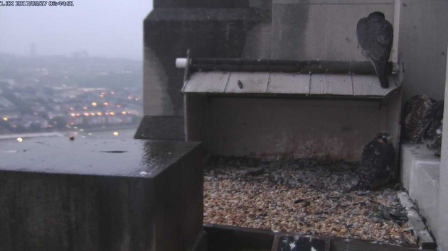 Gulf Tower peregrine nest on a wet morning, 27 May 2017 (photo from the National Aviary falconcam at Gulf Tower)