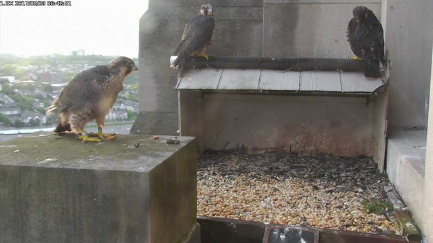 Three young peregrines at the Gulf Tower, 29 May 2017 (photo from the National Aviary falconcam)