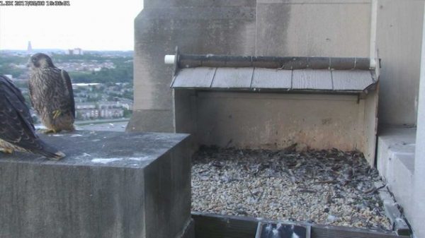 Two chicks at Gulf Tower nest, 30 May 2017 at 7:39pm (photo from the National Aviary falconcam)