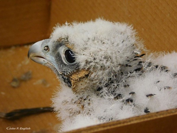 Female peregrine chick at the Gulf Tower banding, 16 May 2017 (photo by John English)