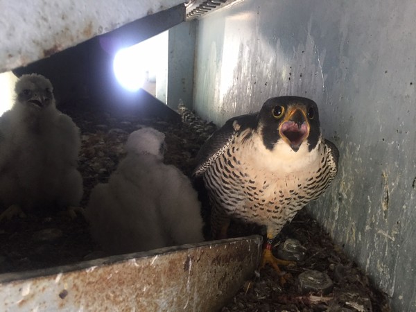 Magnum protects her chicks at the Neville Island Bridge, 17 May 2017 (photo by Tom Keller)