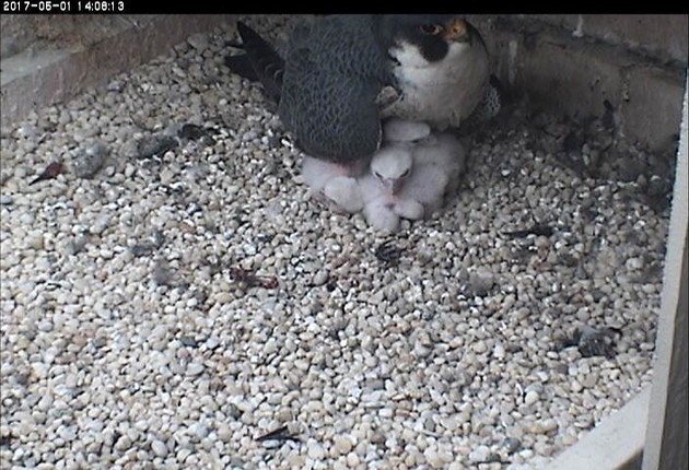 Terzo brooding three chicks, 1 May 2017 (photo from the National Aviary falconcam at Univ of Pittsburgh)