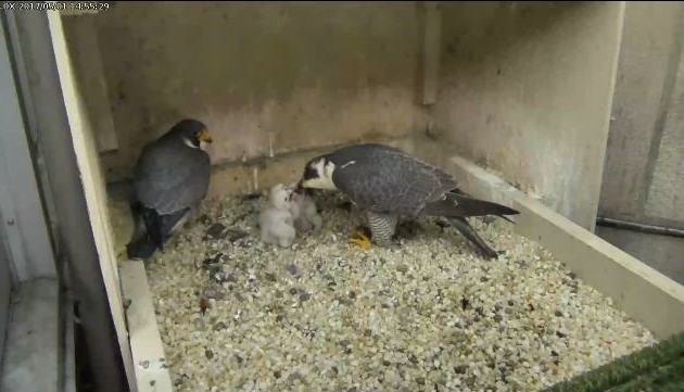 Terzo waits in the nest box while Hope feeds the chicks during the thunderstorm (photo from the National Aviary falconcam at Univ of Pittsburgh)