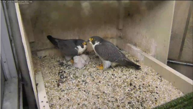 The Pitt peregrines wait out the storm, 1 May 2017 (photo from the National Aviary falconcam at Univ of Pittsburgh)
